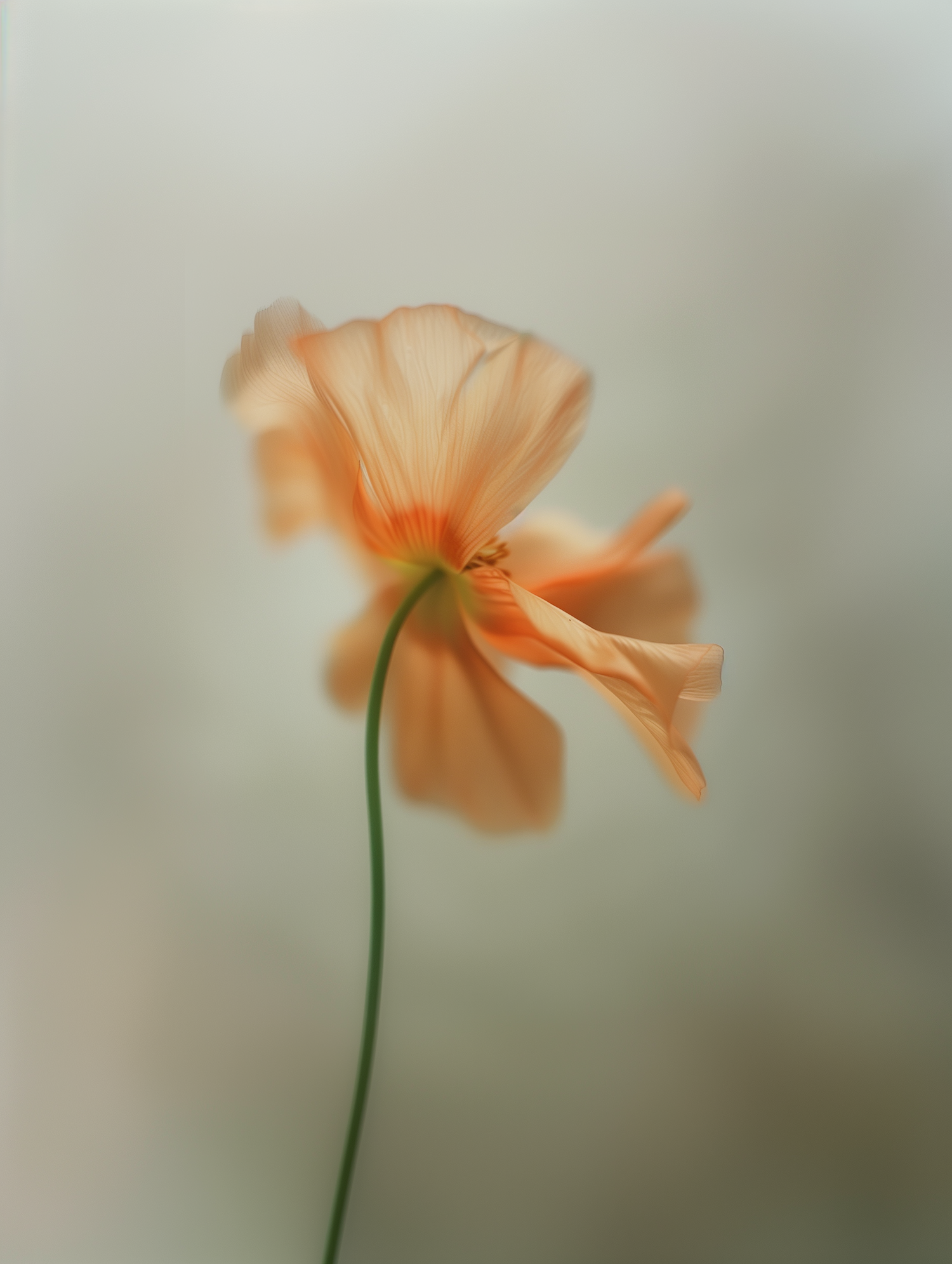 Delicate Peach Flower