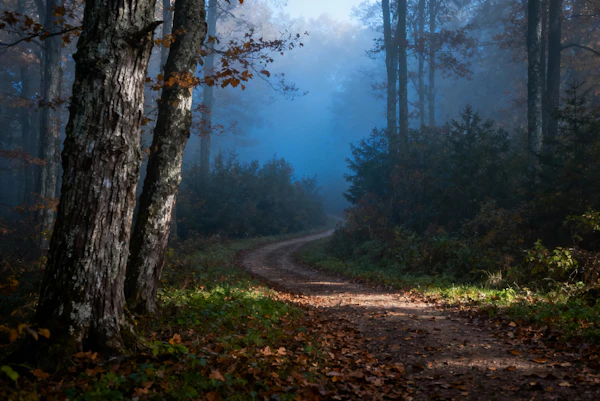 Autumn Forest Path