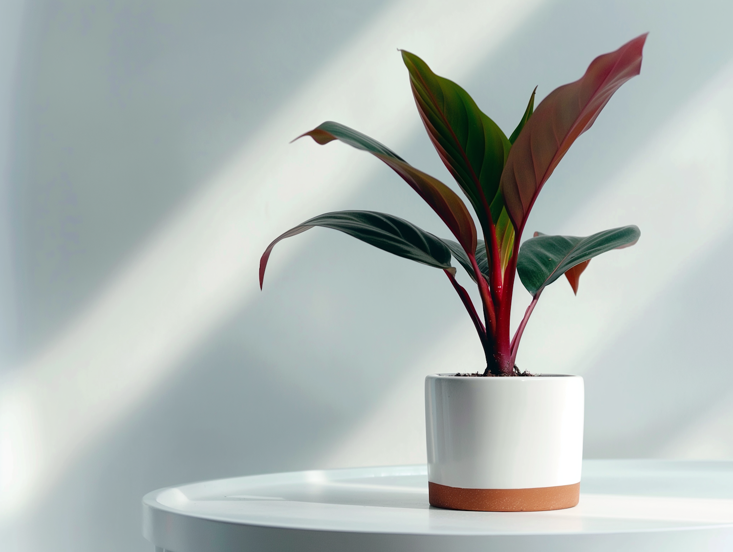 Serene Potted Plant with Dynamic Shadows