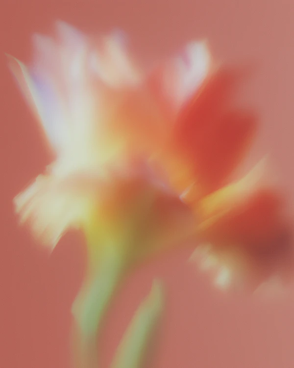 Dreamy Flower Abstract