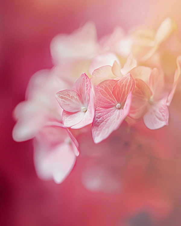 Delicate Pink Hydrangeas