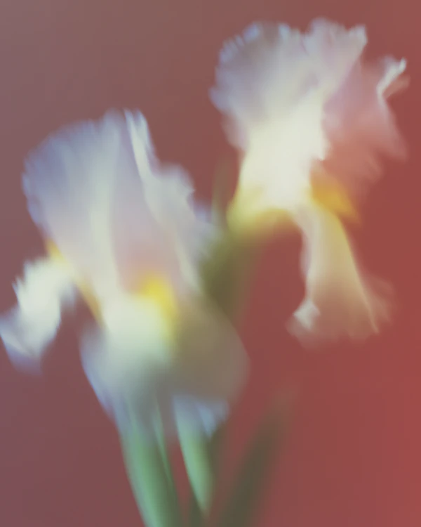 Dreamy Floral Scene