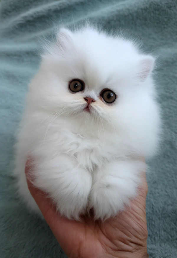 Persian Kitten Portrait