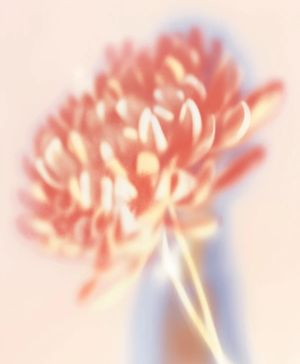 Dreamy Chrysanthemum