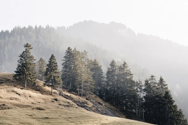 Misty Hillside Landscape
