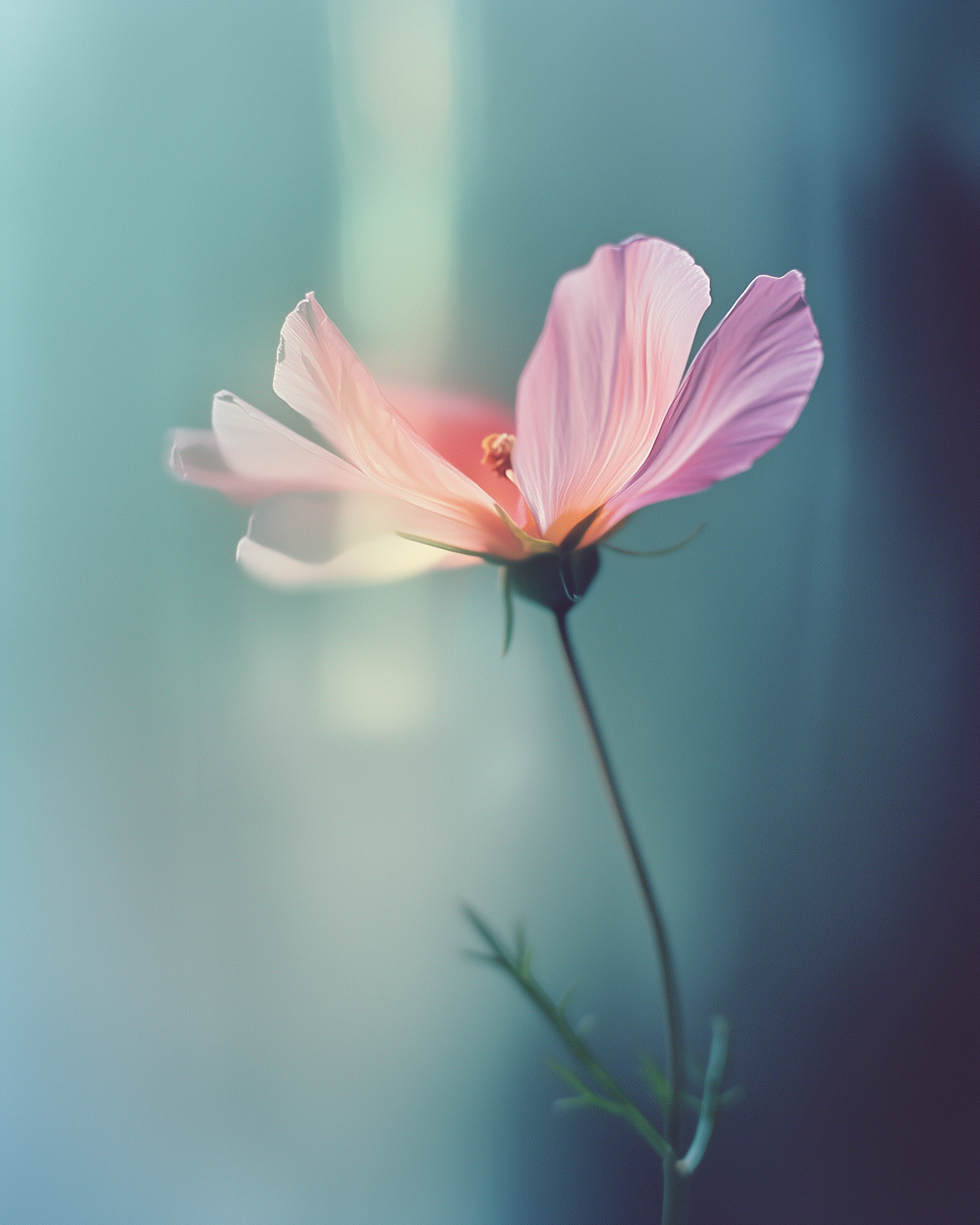 Delicate Pink Flower