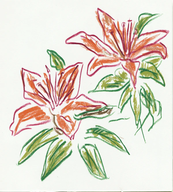 Orange Lily Drawing