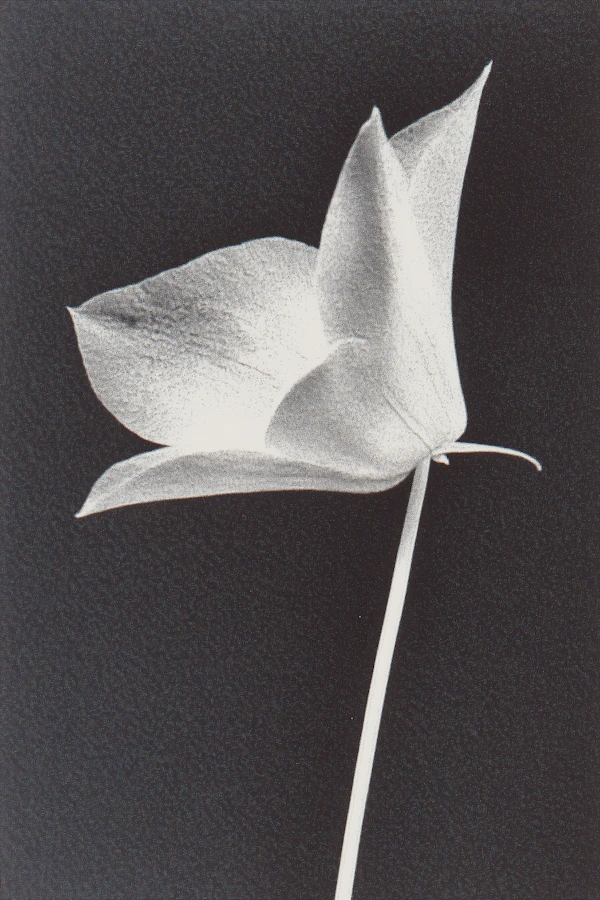 Monochrome Flower Art