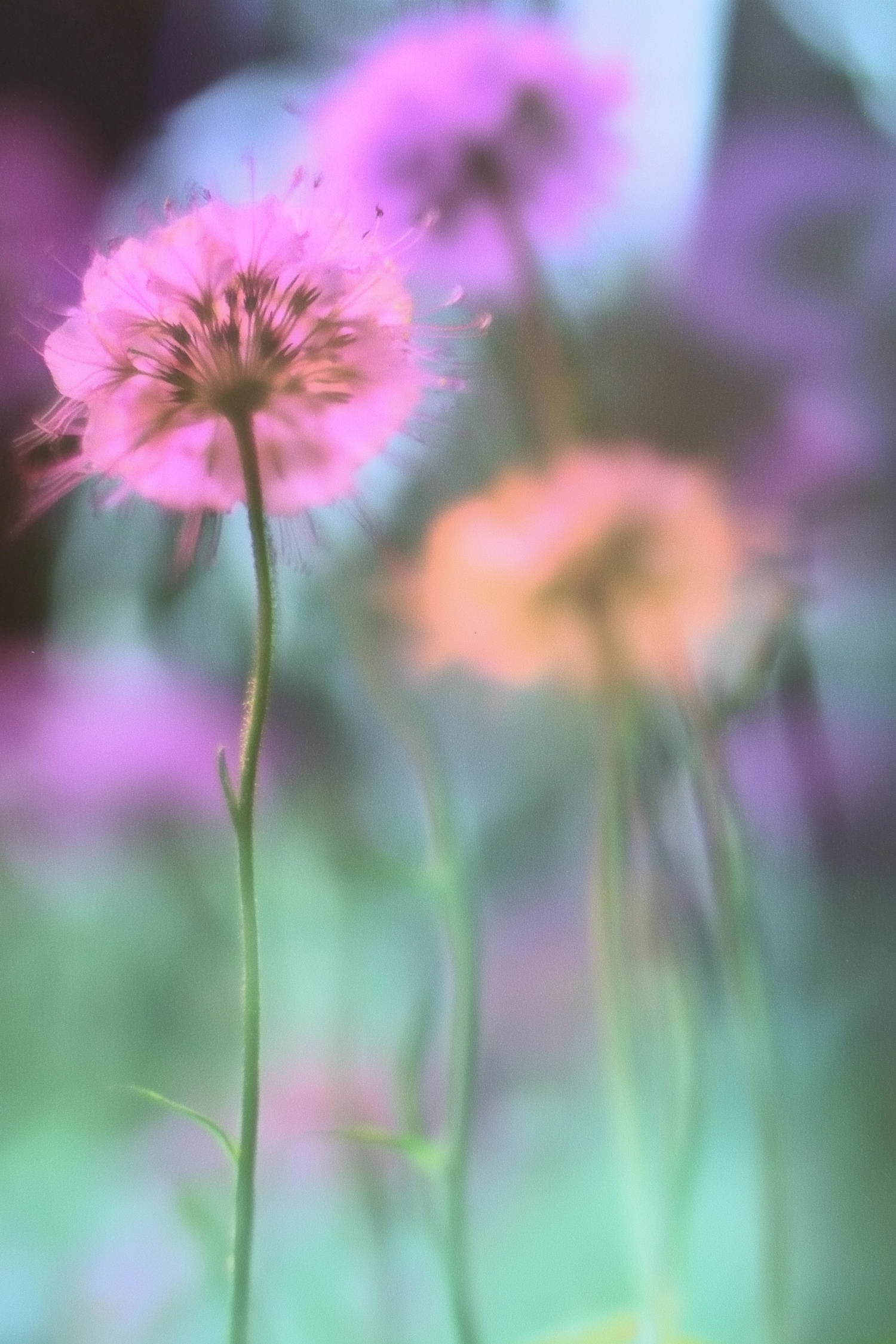 Ethereal Flower Close-Up