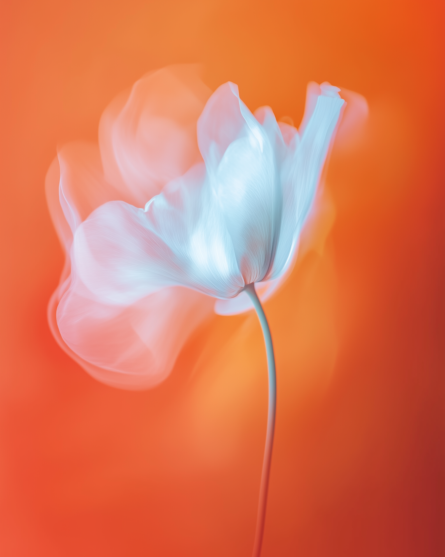 Ethereal Flower on Orange Background