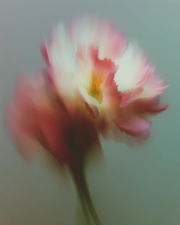 Dreamy Pink Flower
