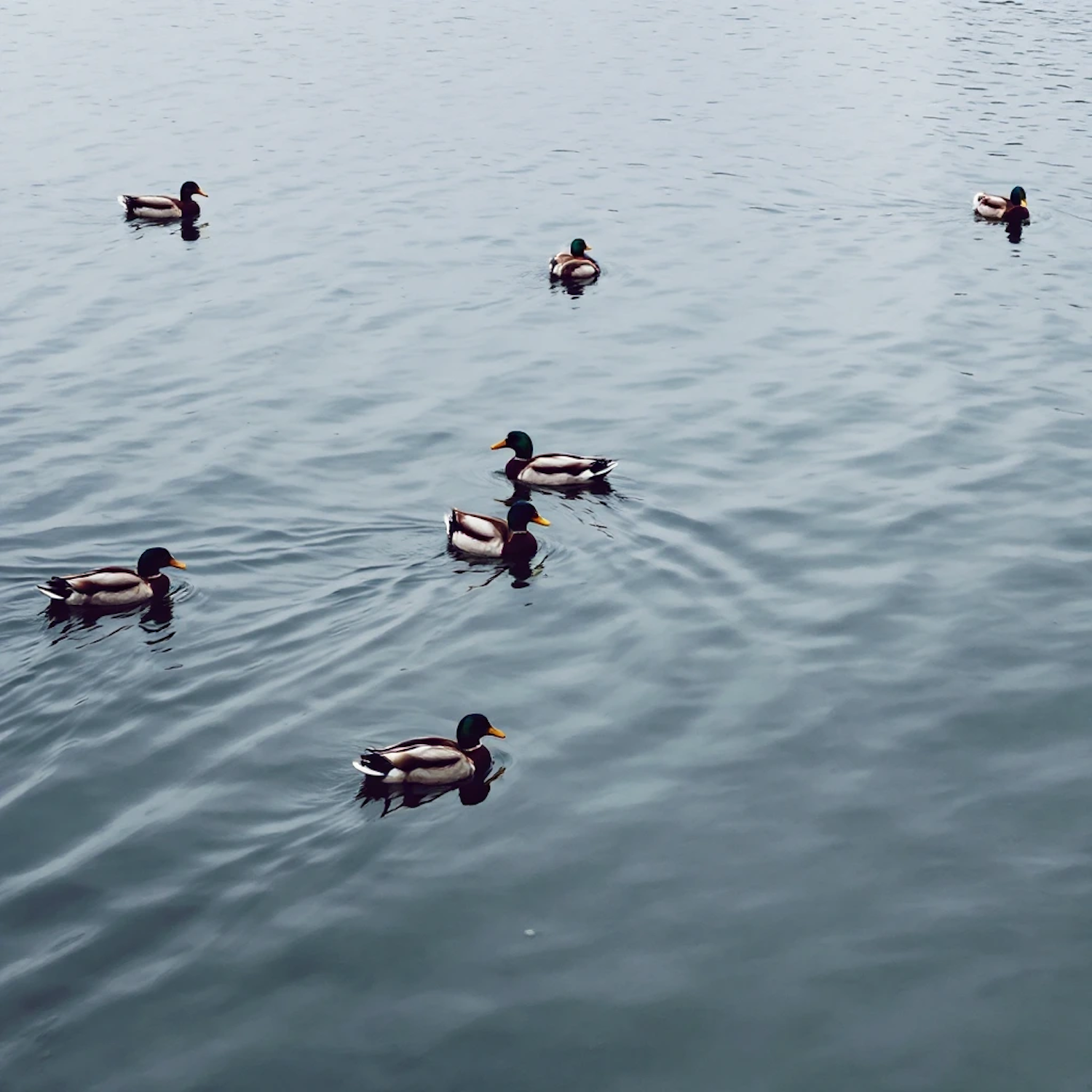 Serene Ducks on Water