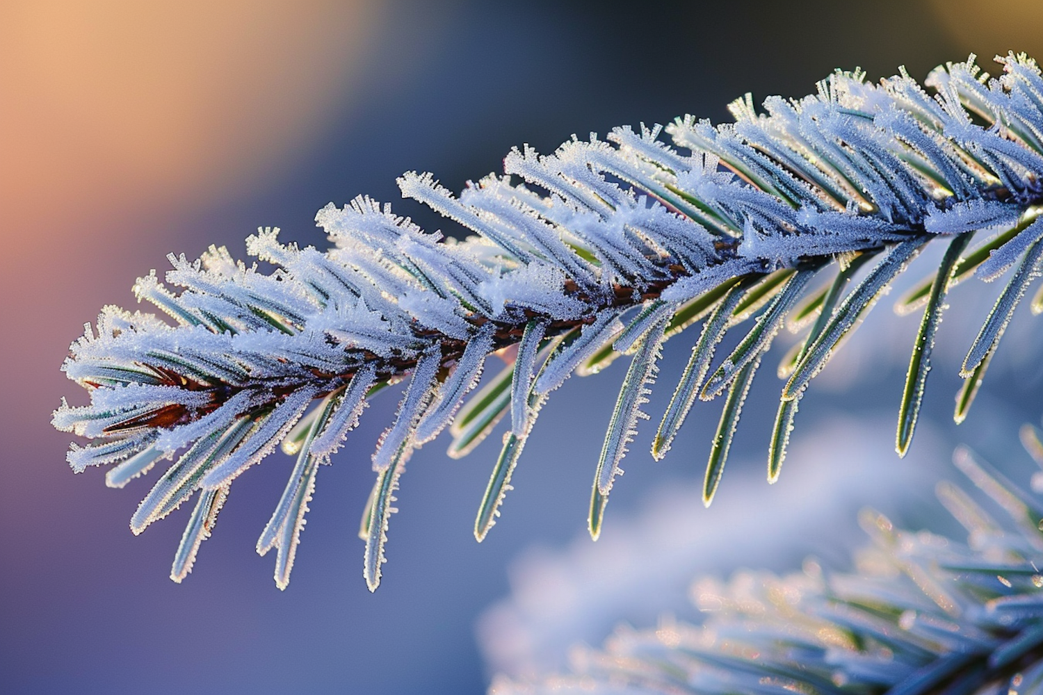 Frosty Pine Branch