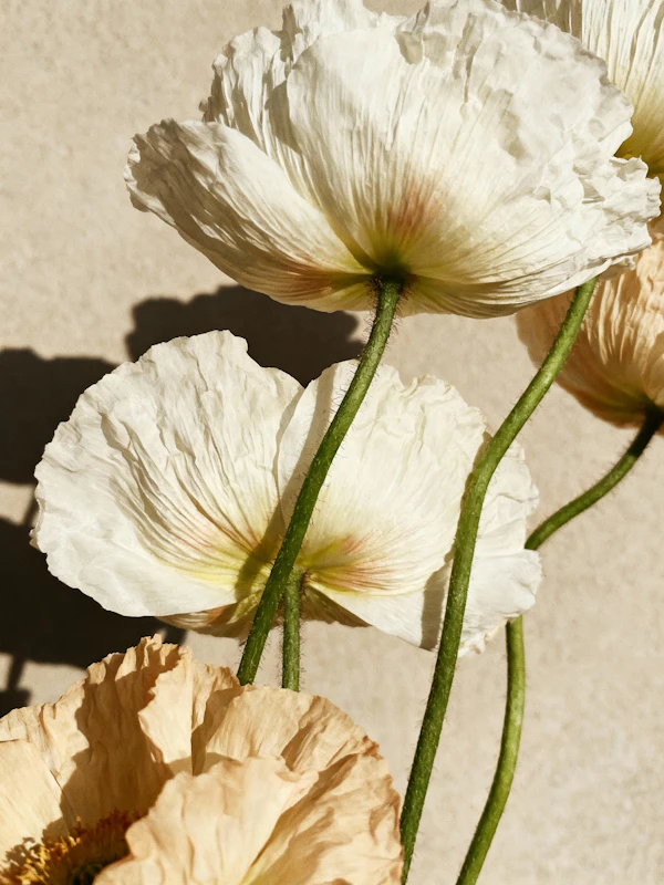Delicate Poppy Flowers