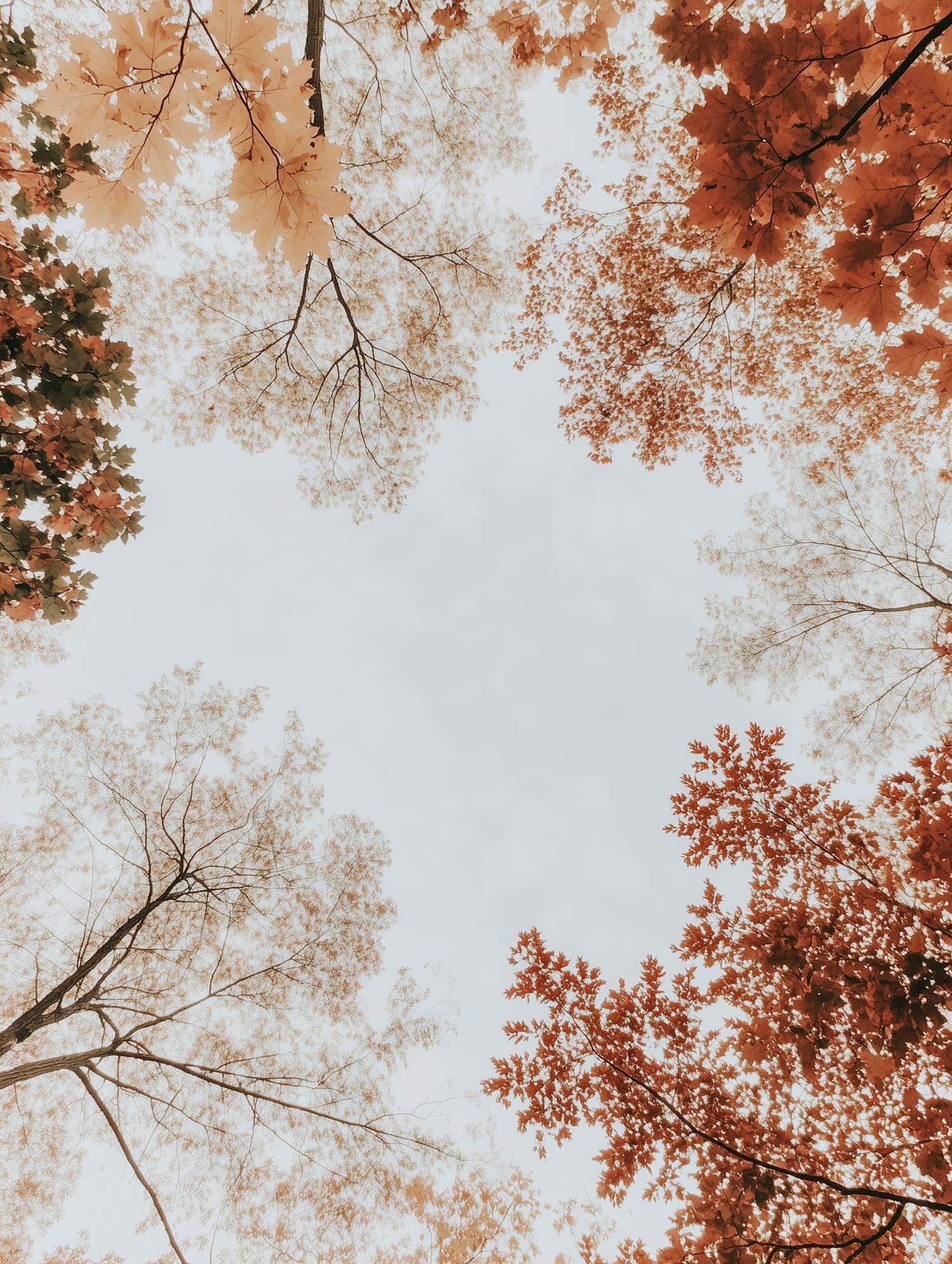 Autumn Canopy