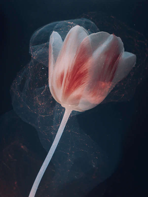 Elegant Tulip Portrait