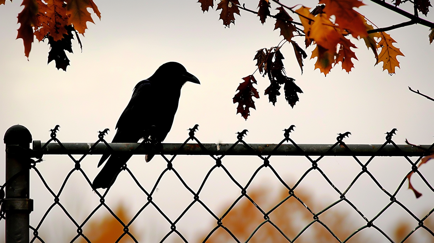 Solitary Crow on Fence