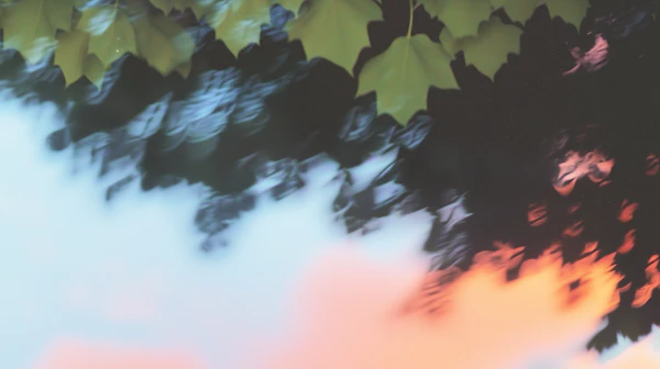 Dreamy Maple Leaves