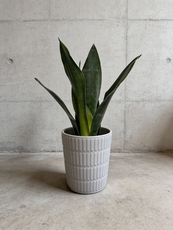 Snake Plant in Pot