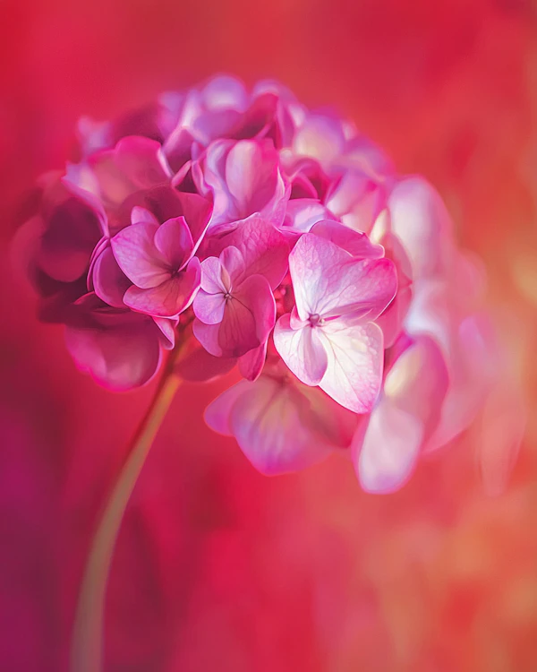 Vibrant Pink Hydrangea