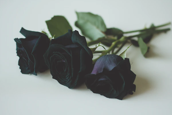 Black Roses Elegance