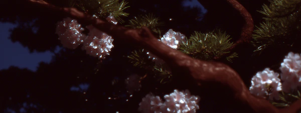 Blossoms at Night