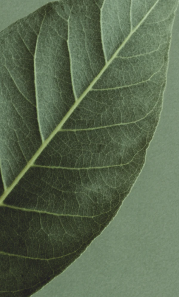 Intricate Green Leaf