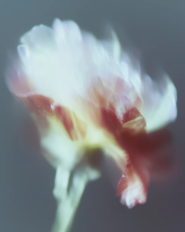 Dreamy Flower Close-Up