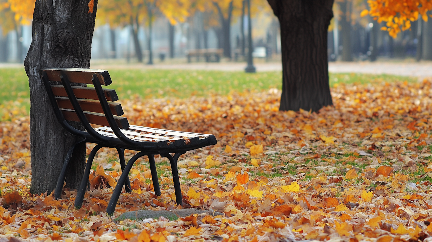 Serene Autumn Park Scene