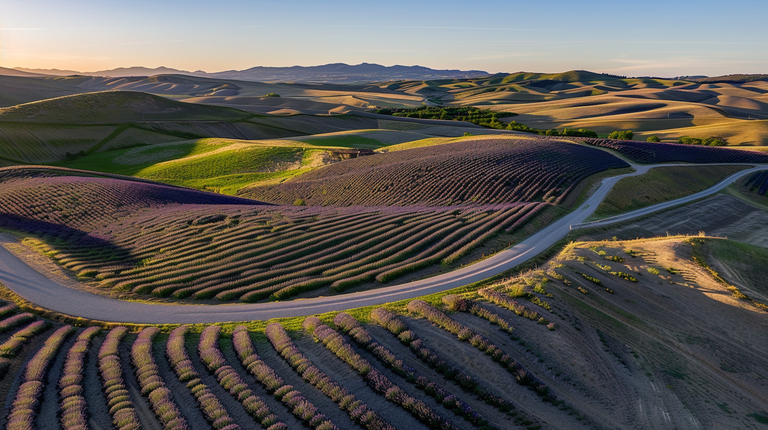 Lavender Fields at Sunset