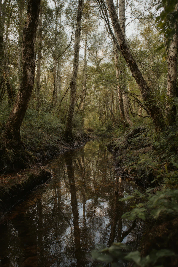 Serene Forest Stream