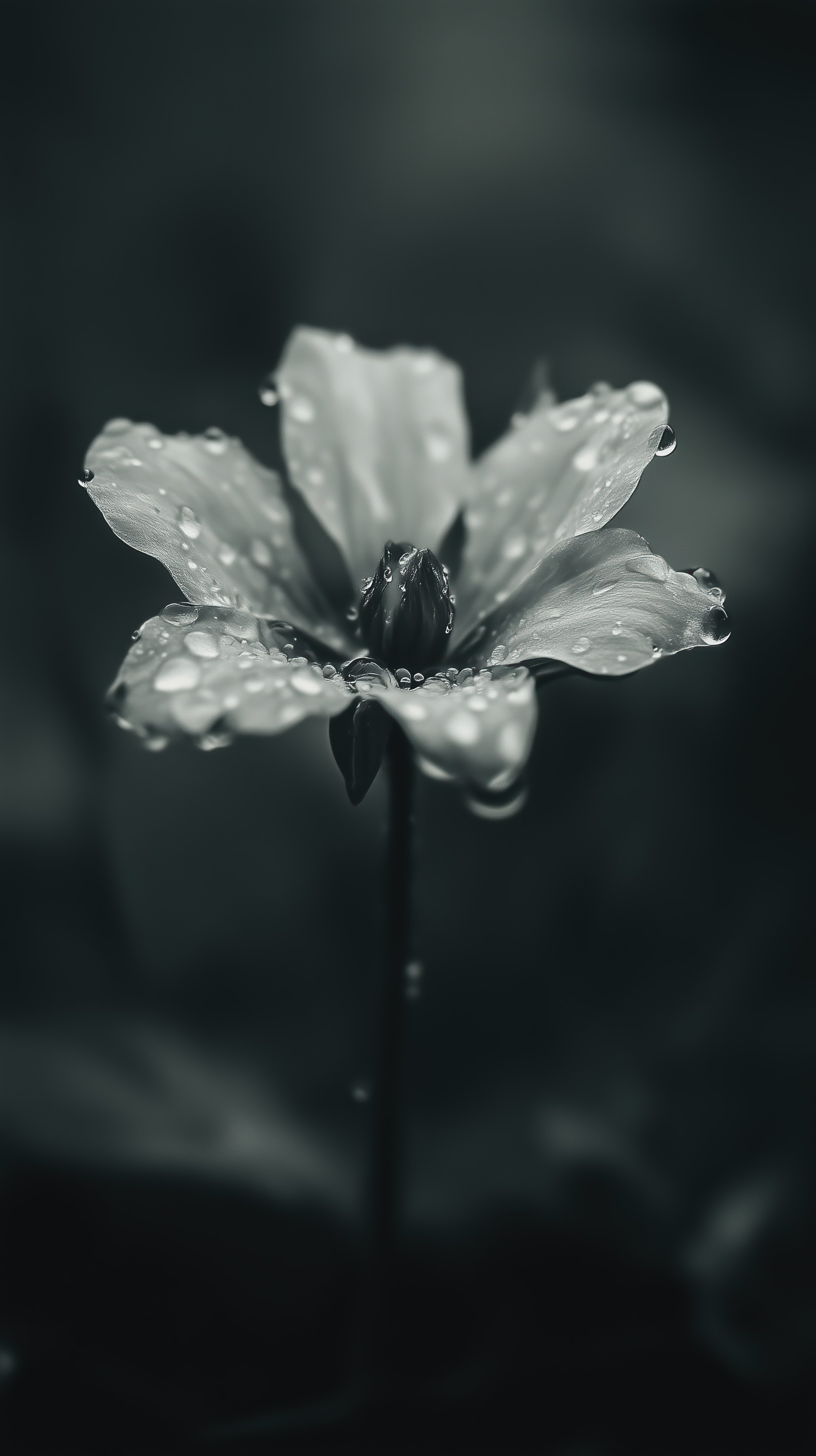Monochrome Flower Close-Up
