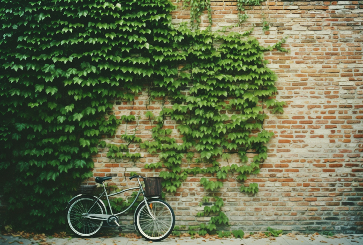 Timeless Tranquility: A Bicycle's Repose by the Ivy-Covered Brick Wall