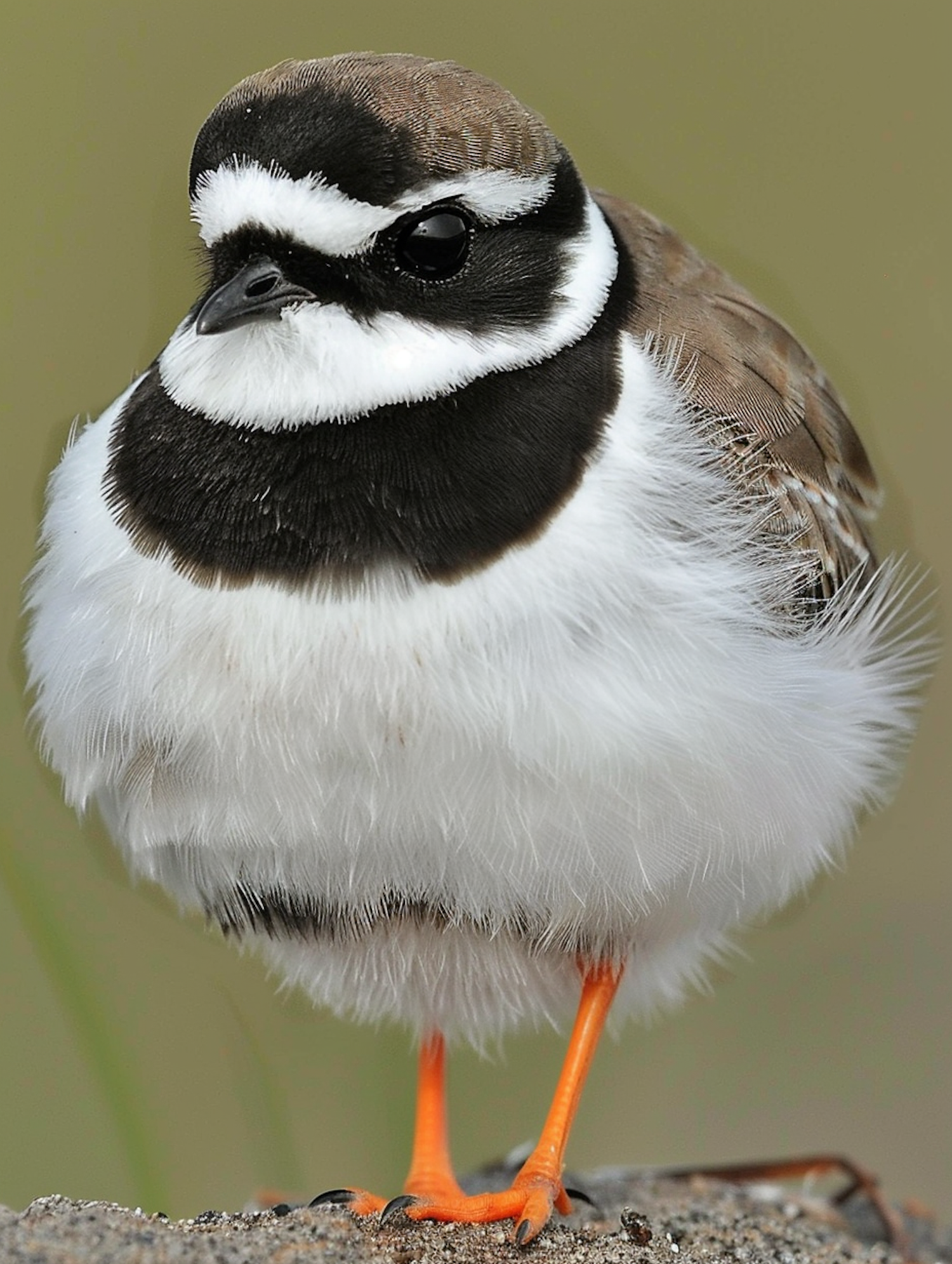 Black and White Bird with Orange Legs