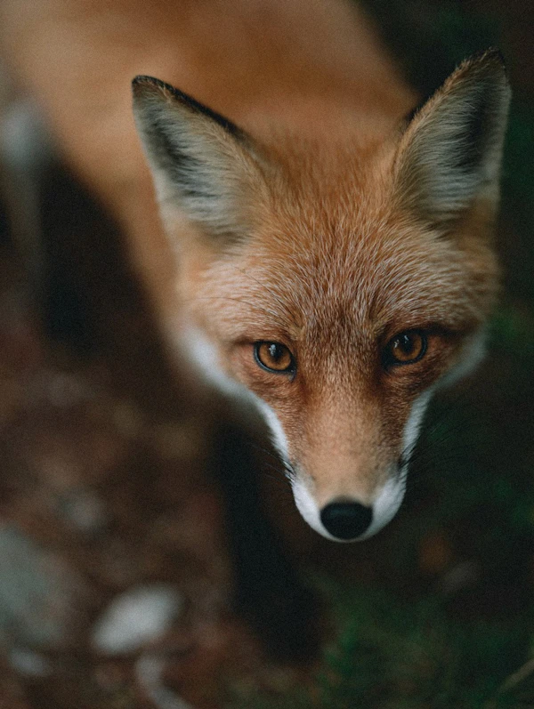 Red Fox Close-Up