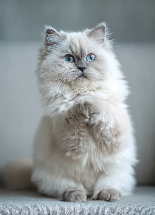 Fluffy Cream Cat Portrait