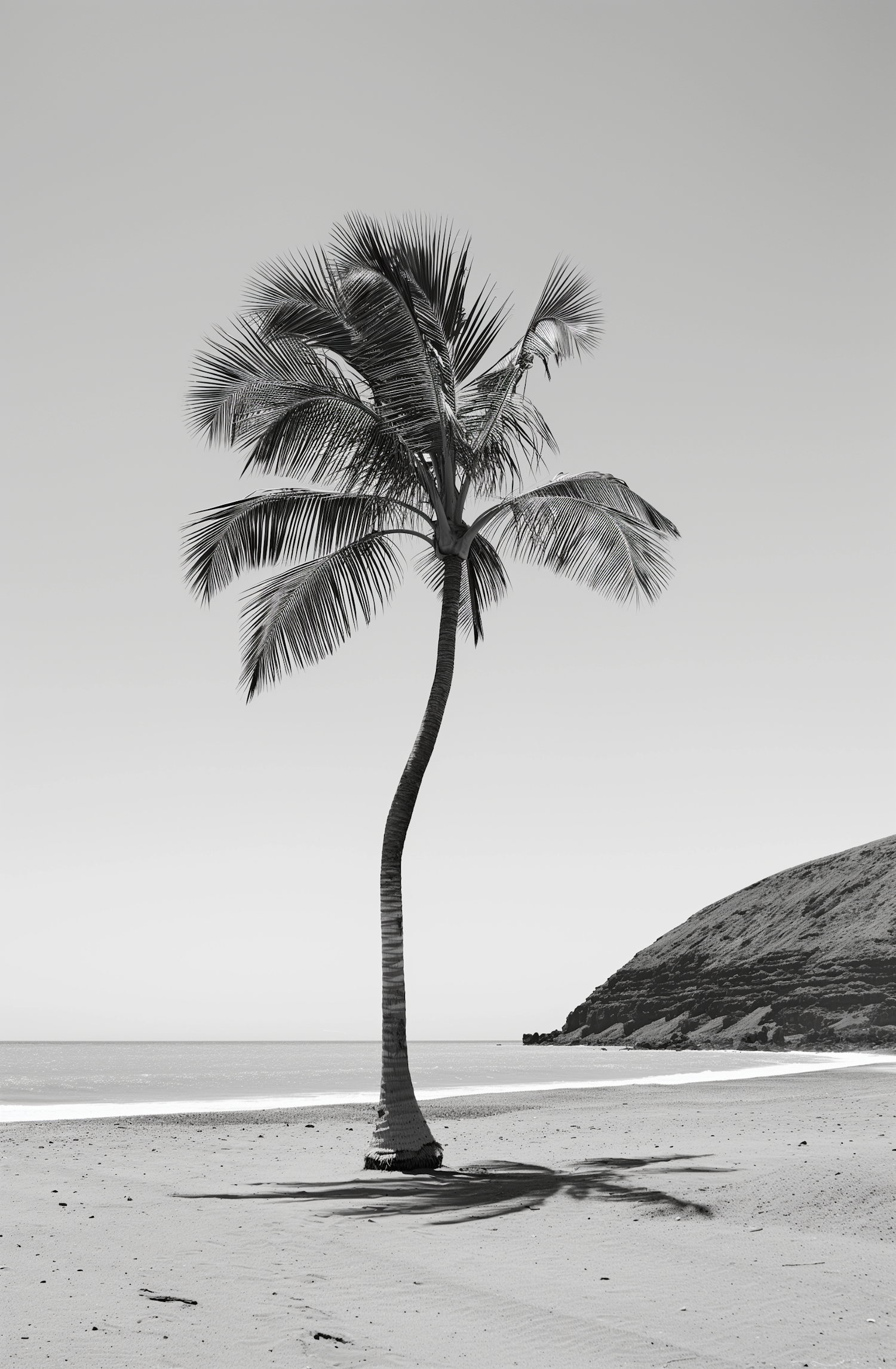 Solitary Palm Tree on Beach