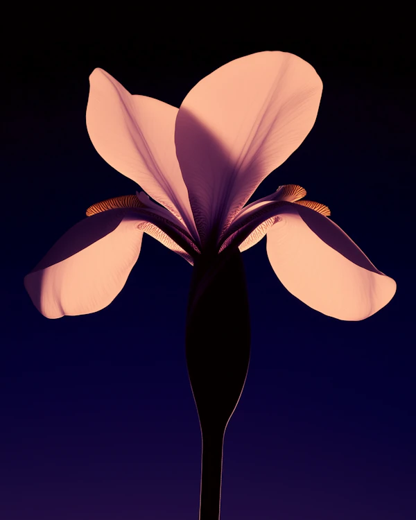 Luminous Pink Flower