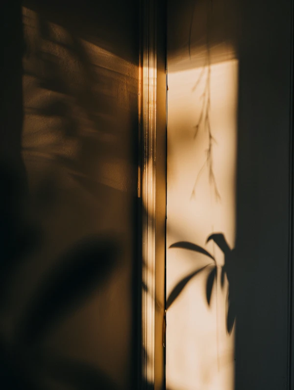 Golden Light Shadows