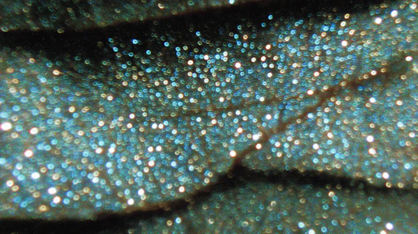 Shimmering Surface