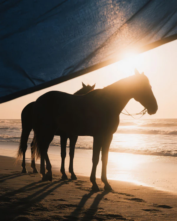 Horses on Sunset Beach