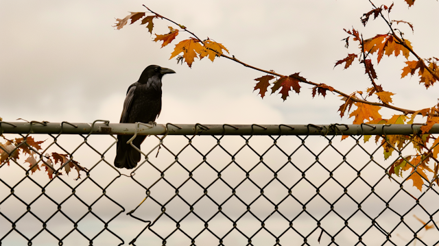 Solitary Crow on Fence