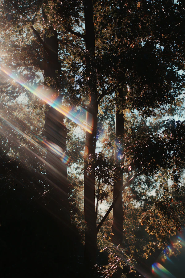 Sunlit Forest Scene