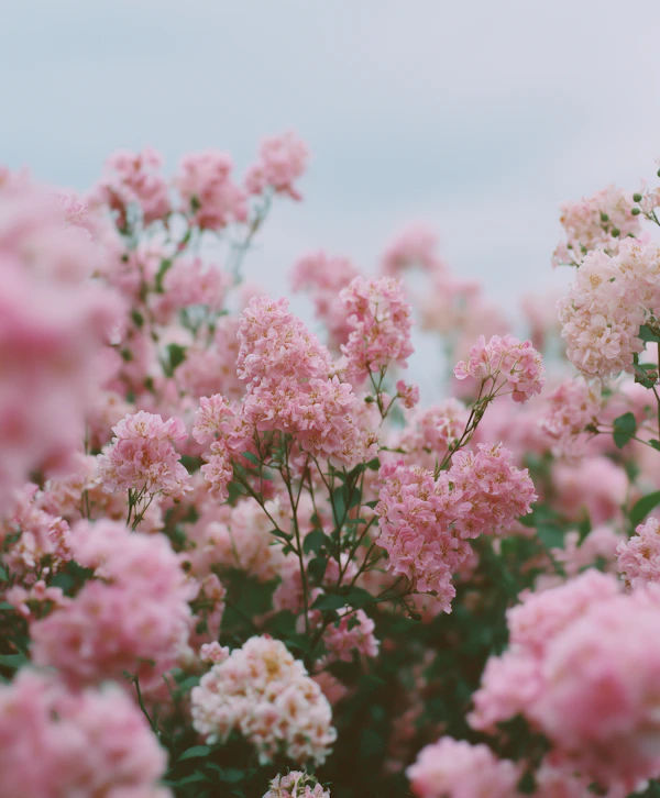 Blooming Pink Flowers