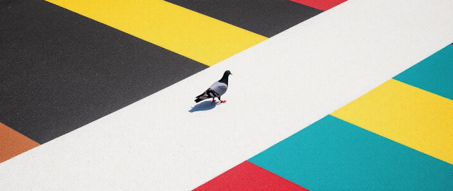 Pigeon on Multicolored Surface