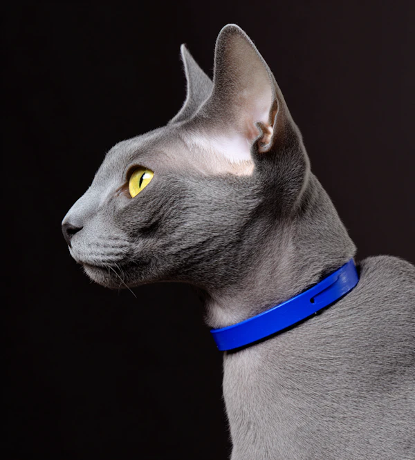 Gray Cat in Profile