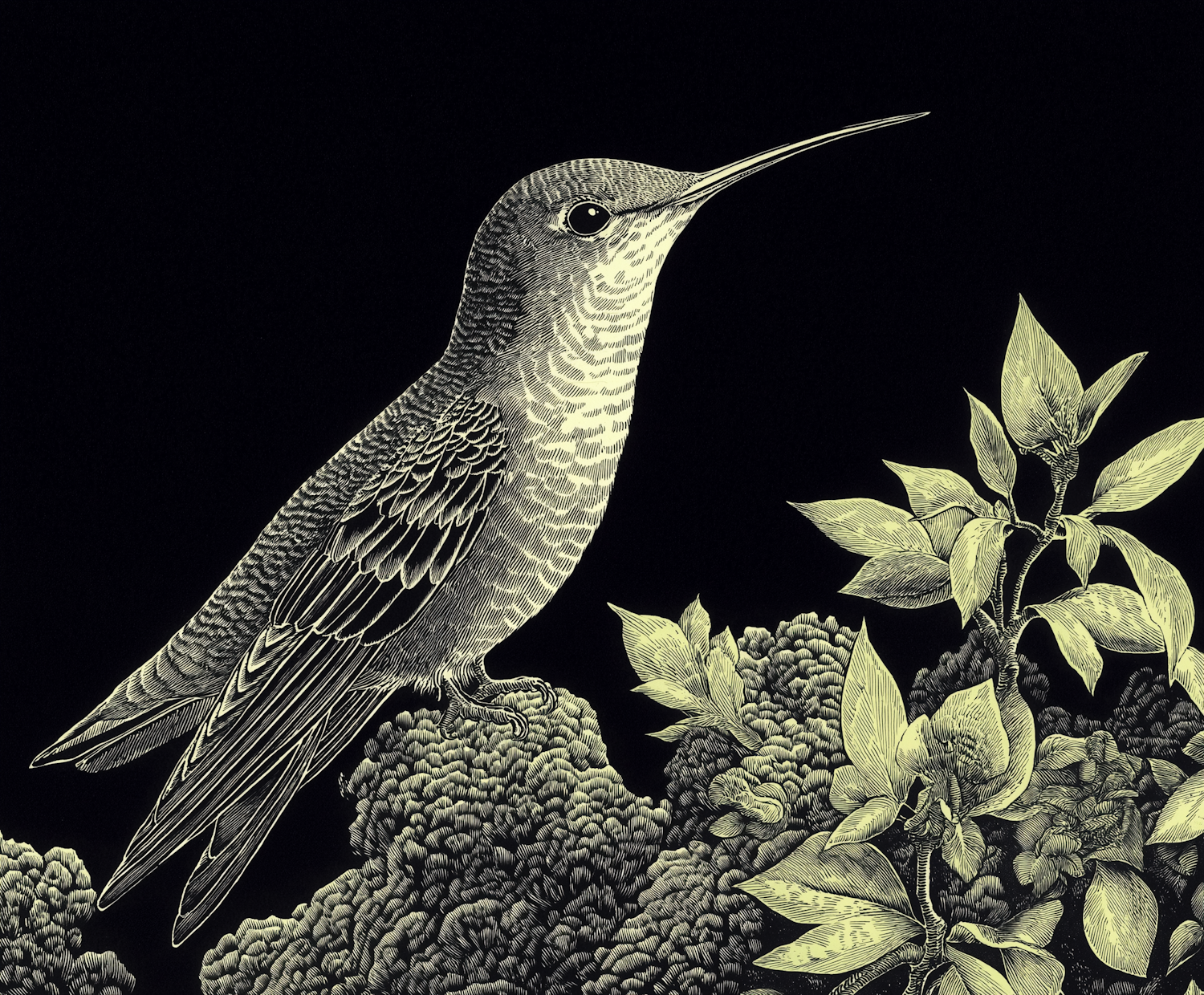 Monochrome Hummingbird Illustration