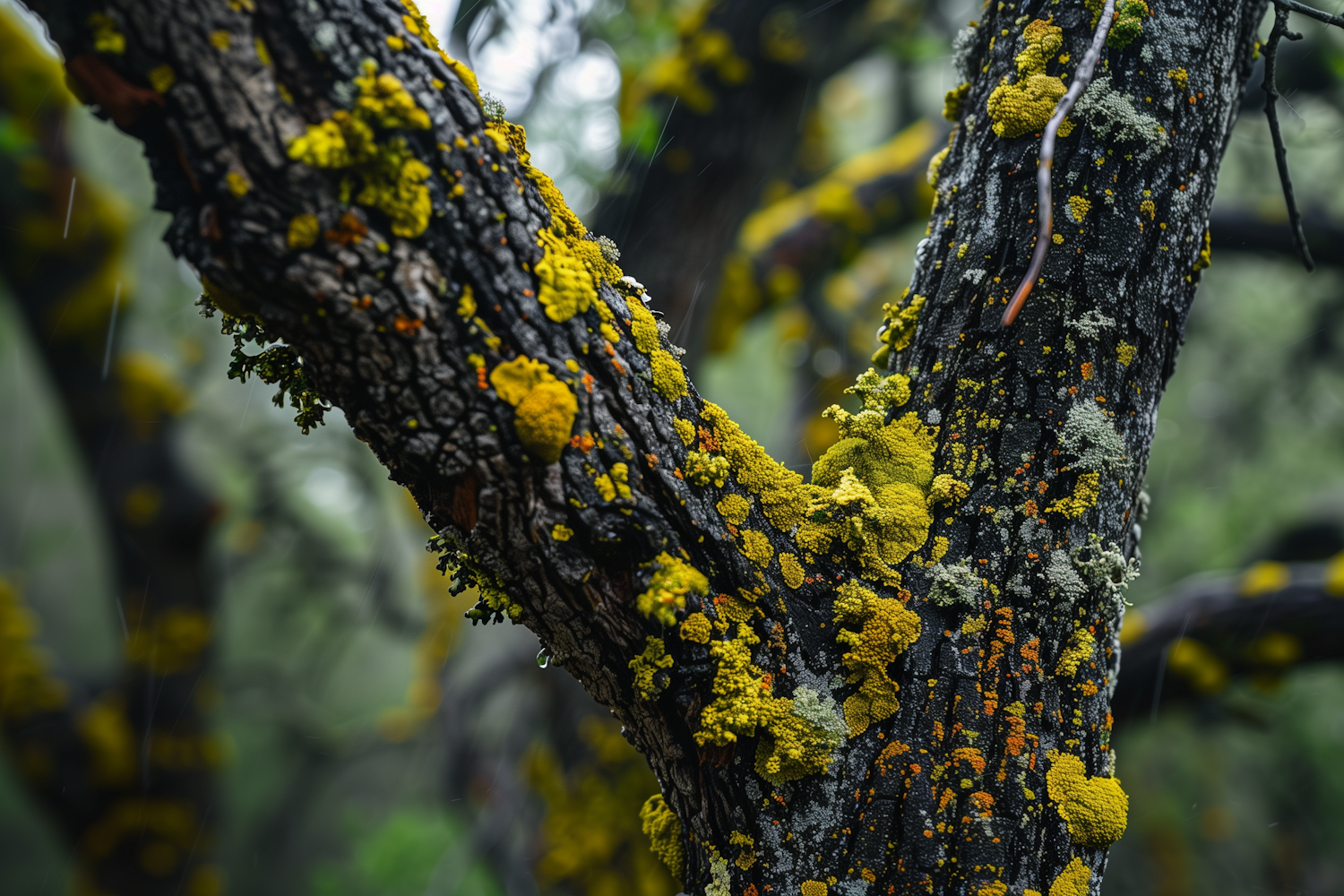 Symbiotic Beauty on Tree Bark