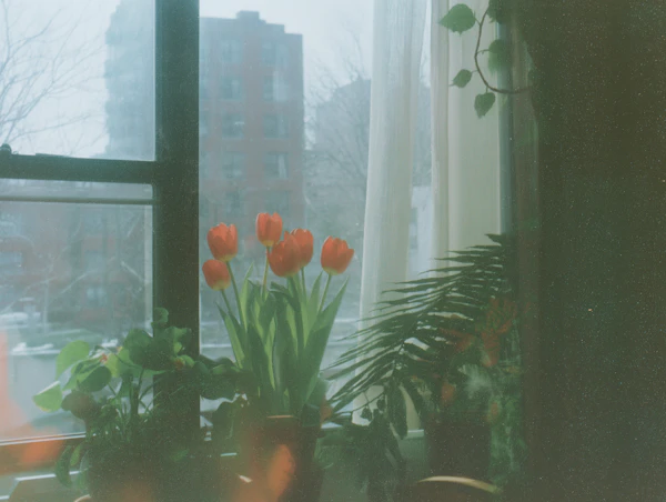 Orange Tulip Windowsill Scene