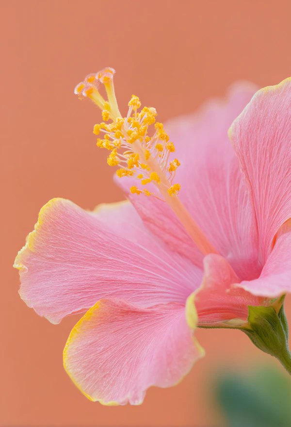 Vibrant Hibiscus Bloom